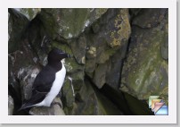 PingouinTorda * (40 Diapositives)