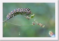 ChenilleMachaon * (9 Diapositives)