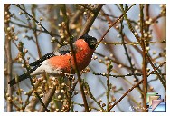 090320-22_Vincennes * (73 Diapositives)