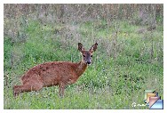 20060831_MaisonsLaffitte_Chevreuil * (3 Diapositives)