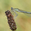 Agrion