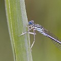 Agrion