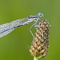 Agrion