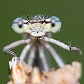 Agrion