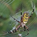 Argiope