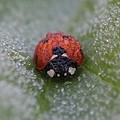 Coccinelle