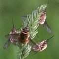 Petit Bombyle