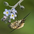 Petit Bombyle