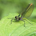 Calopteryx Eclatant