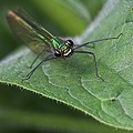 Calopteryx Eclatant