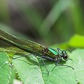 Calopteryx Eclatant