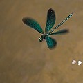 Calopteryx Eclatant