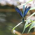 Calopteryx Eclatant