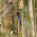 Anax Imperator