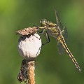 Orthetrum Réticulé