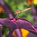 Sympetrum