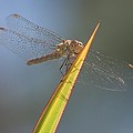 Sympetrum