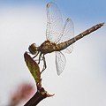 Sympetrum