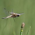 Libellule à Quatre Taches