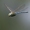 Anax Imperator