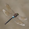 Anax Napolitain