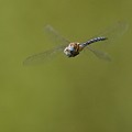 Aeschne Mixte