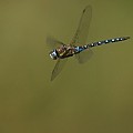 Aeschne Mixte
