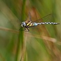 Aeschne Mixte