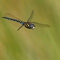 Aeschne Mixte