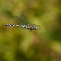 Aeschne Mixte