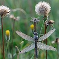 Sympetrum dans la Rosée