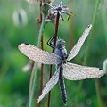 Sympetrum dans la Rosée