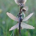 Sympetrum dans la Rosée