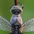 Sympetrum dans la Rosée