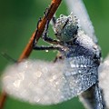 Sympetrum dans la Rosée