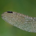 Sympetrum dans la Rosée