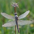 Sympetrum dans la Rosée