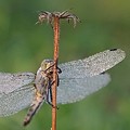 Sympetrum dans la Rosée