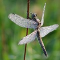 Sympetrum dans la Rosée