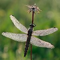 Sympetrum dans la Rosée