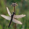 Sympetrum dans la Rosée