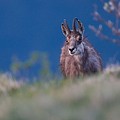 Chamois
