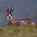 Chamois
