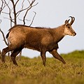 Chamois