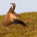 Chamois