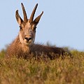 Chamois