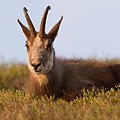 Chamois