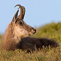 Chamois