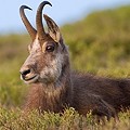 Chamois