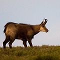 Chamois